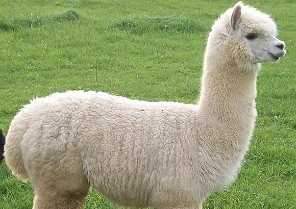 ATTELIER ALPACA Y ARTE 3