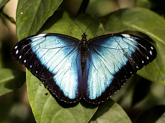 Butterfly at Biocentro Guembe, Santa Cruz, Bolivia.