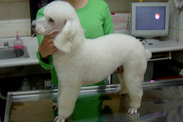 VETERINARIA Y ESTÉTICA CAUQUITA 0