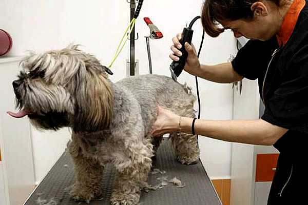 VETERINARIA Y ESTÉTICA CAUQUITA 1