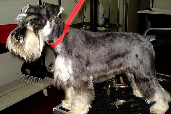 VETERINARIA Y ESTÉTICA CAUQUITA 2