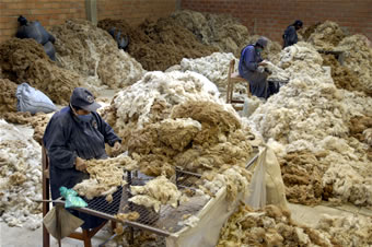 COMPAÑIA DE PRODUCTOS DE CAMELIDOS S.A. - COPROCA 0