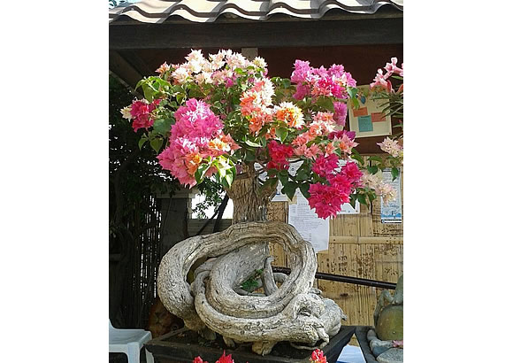 GARDEN WORLD LTDA. 1