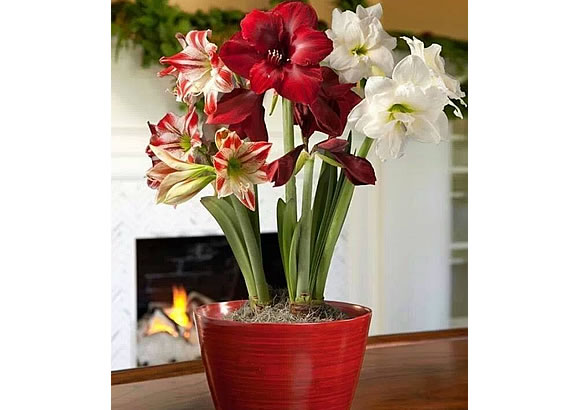 GARDEN WORLD LTDA. 3