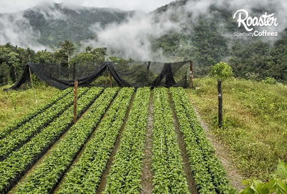 ROASTER - SAN MIGUEL