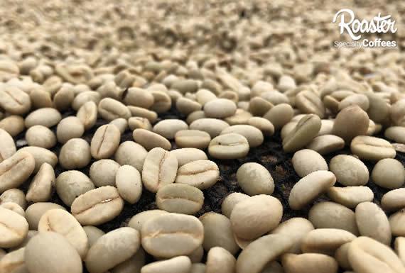 ROASTER - SOPOCACHI 1