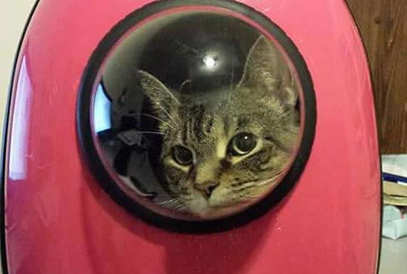 VETERINARIA ARCA DE NOE 4