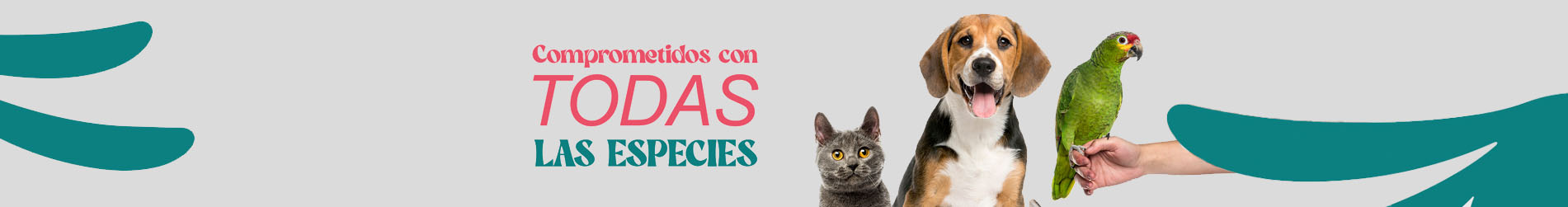 Fondo BC-8