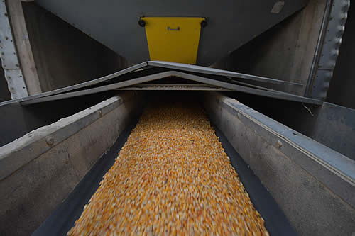 Bolivia tiene una oferta de 1.029.179 toneladas de maíz para el mercado interno