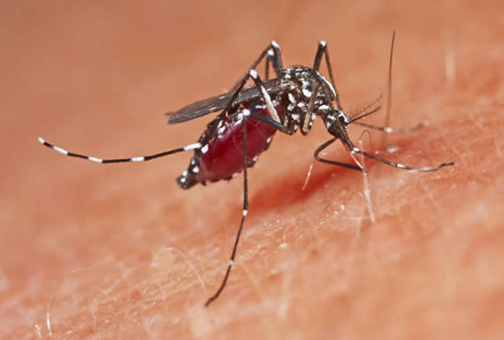  China logra eliminar en dos islas la población de mosquitos más peligrosos del mundo 