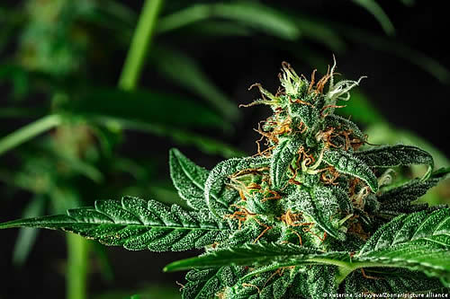 Congreso de Costa Rica legaliza el cannabis medicinal y el cáñamo 