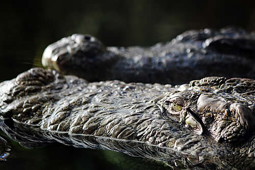Un aligator le estropea el 'paseo' a una serpiente