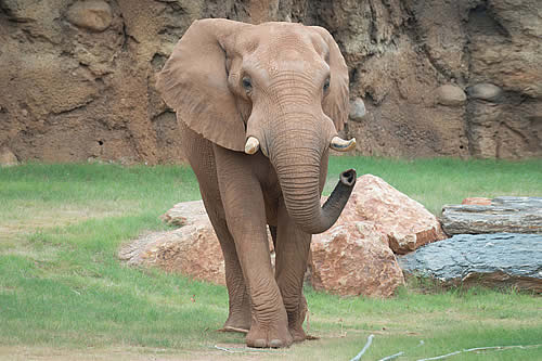 Un elefante ayuda a rescatar a un antílope que cayó al agua en un zoo de Guatemala alertando a los cuidadores 