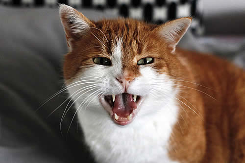 Científicos concluyen que "todos los gatos domésticos" presentan rasgos psicópatas 