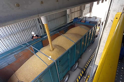 Granjas avícolas y porcinocultores de Santa Cruz recibieron maíz duro con subvención de Emapa