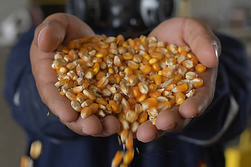 Movimiento Agroecológico Boliviano propone penalizar el uso de semillas transgénicas