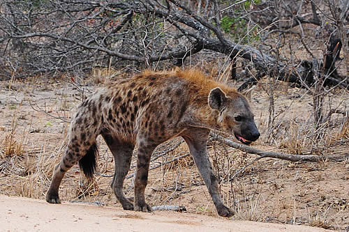 El que ríe de último ríe mejor: hiena sale victoriosa de un combate con una pitón por un antílope