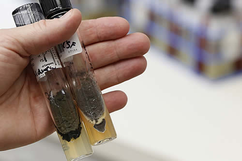 Se detectan los primeros casos del peligroso e infeccioso hongo mortal 'Candida auris' en el estado de Oregón en EE.UU. 