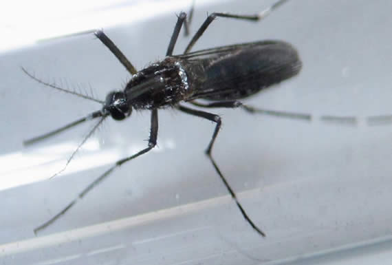 Autoridades rusas descartan que los mosquitos de Sochi transmitan el dengue o el zika