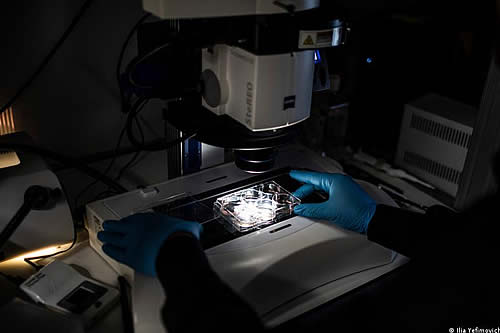 Científicos crean los primeros "embriones sintéticos" del mundo con células madre de ratón 