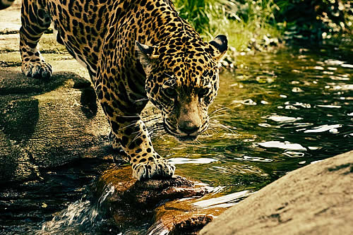 Acorralada por la muerte: una gineta se lanza al vacío para salvarse de un leopardo