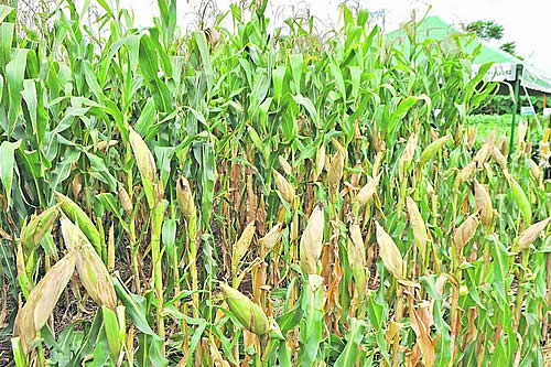 El Gobierno afirma que ‘nunca ha estado cerrada’ la posibilidad de utilizar biotecnología en el maíz 