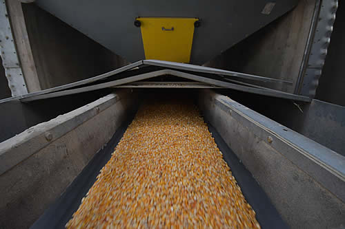 Gobierno advierte con acciones legales a quienes especulen con el maíz