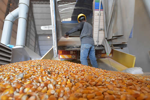 Defensa del Consumidor confirma que cuatro empresas estaban acumulando maíz en Santa Cruz 