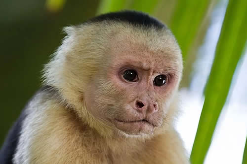 La OMS confirma 35.000 casos de viruela del mono en 92 países