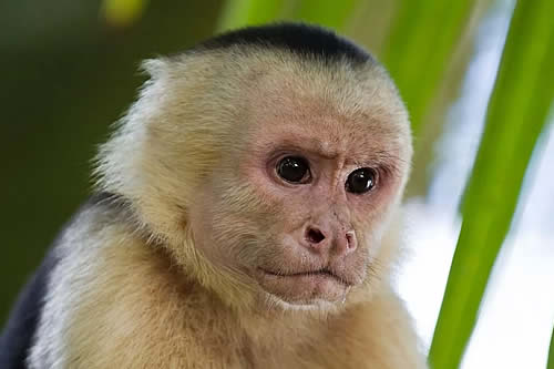 Sudáfrica registra su primer caso de viruela del mono