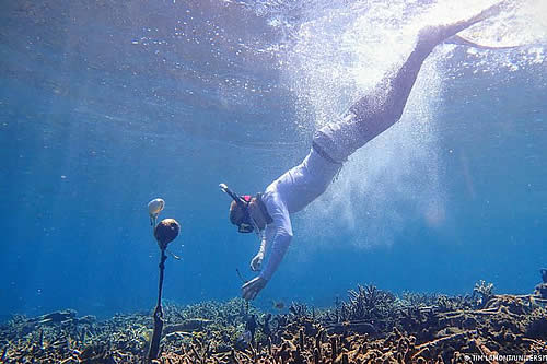 La IA es capaz de aprender "el canto de los arrecifes" de coral para diagnosticar su estado de salud 
