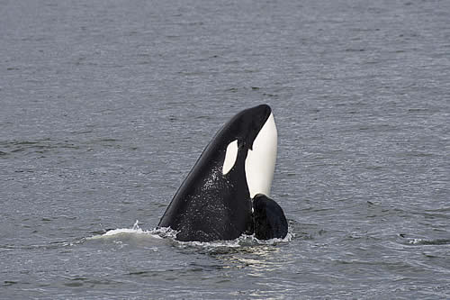Un dron capta por primera vez a orcas depredando a un tiburón blanco