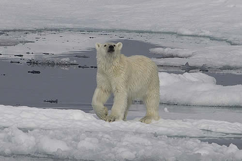 Identifican una nueva subespecie de oso polar en el sur de Groenlandia que no depende de los hielos marinos para subsistir 