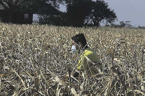 La CAO insiste en reunión con ministros para dar solución a la situación del maíz en el país 