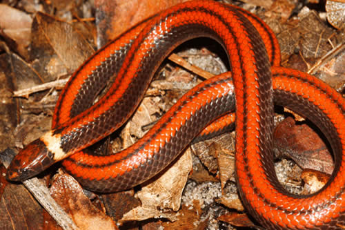 Descubren en Paraguay una nueva especie de serpiente caracterizada por una rara belleza 
