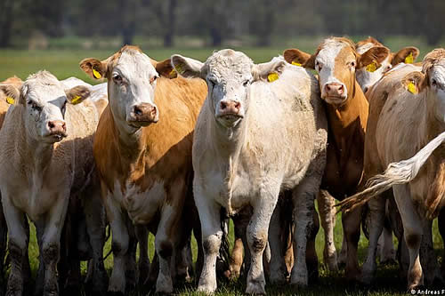 Informe de la OCDE sobre emisiones de la agricultura y ganadería 
