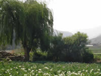 Arani 4
