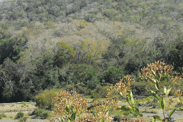 Bosque Seco de Asariamas