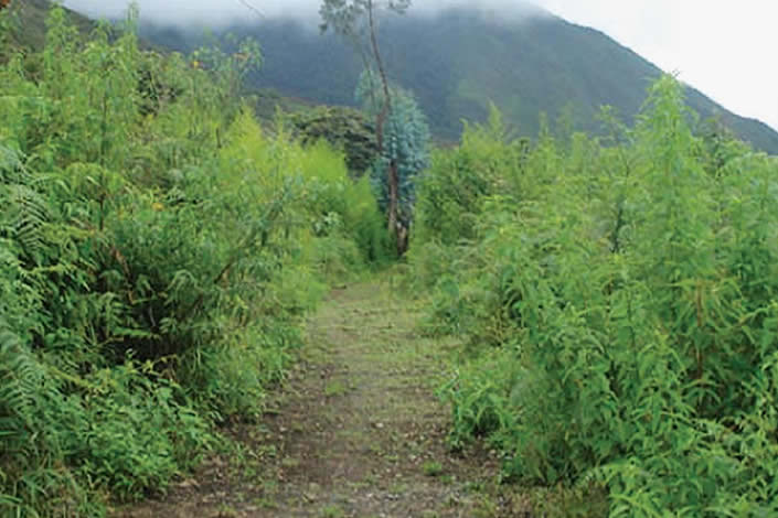 Camino Precolombino Macha