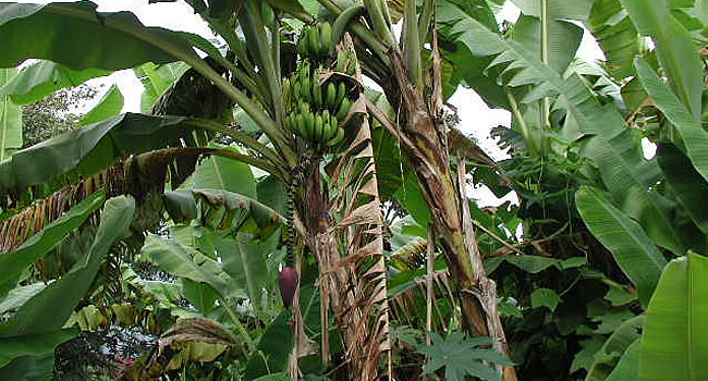 Chulumani – Yungas