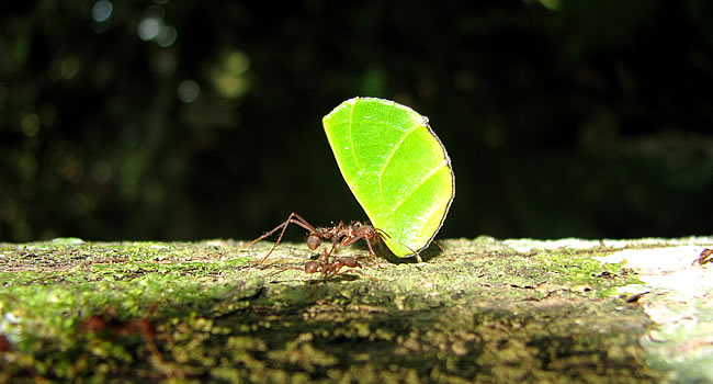 Parque nacional Madidi