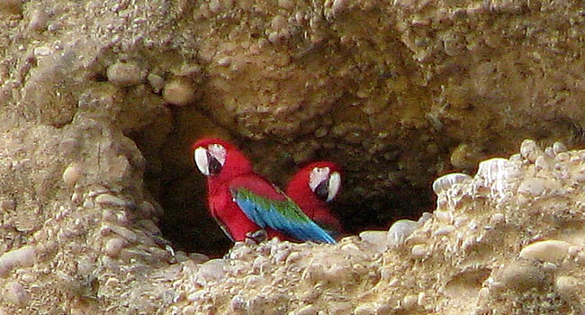 Parque nacional Madidi