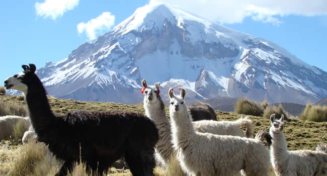 Parque nacional Sajama