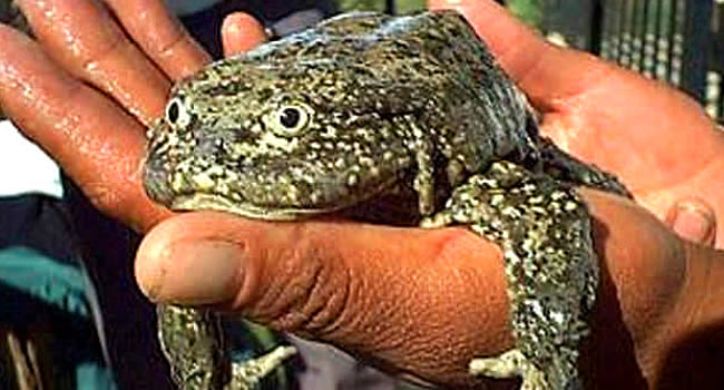 Sahuiña