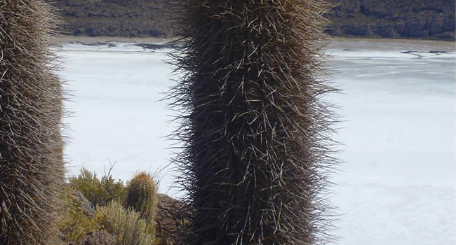 Salar de Coipasa