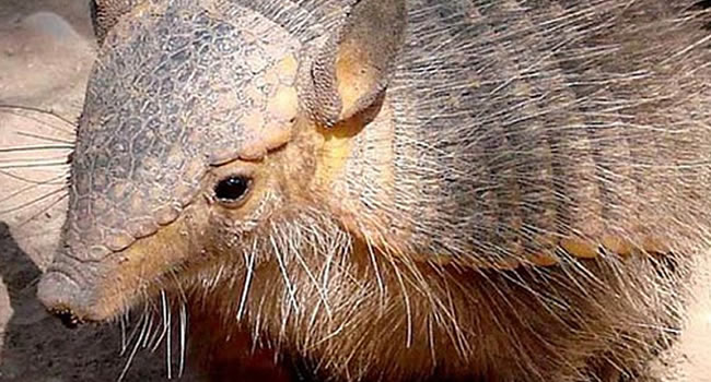 Zoológico municipal Andino