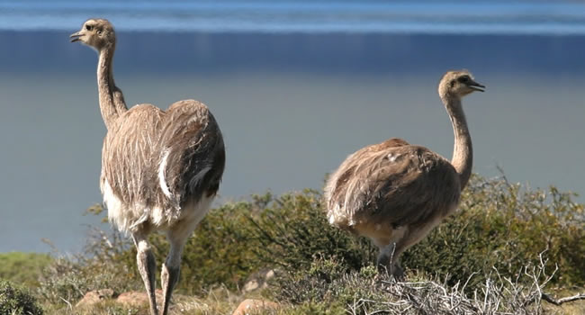 Zoológico municipal Andino